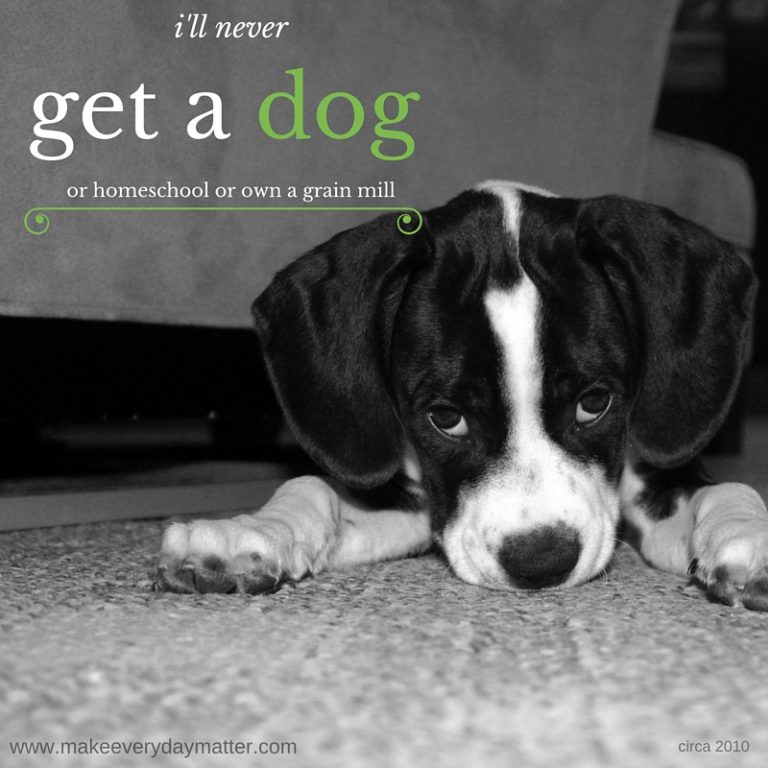 I’ll never get a dog…